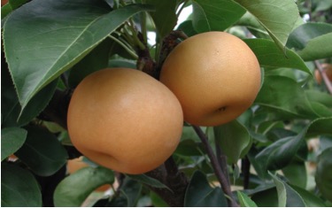 Nan Sui Pear